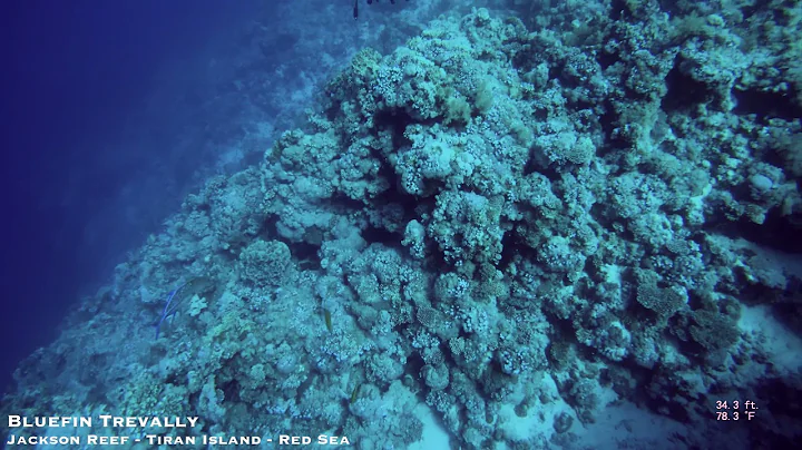 Trevally Compilation - Jackson Reef