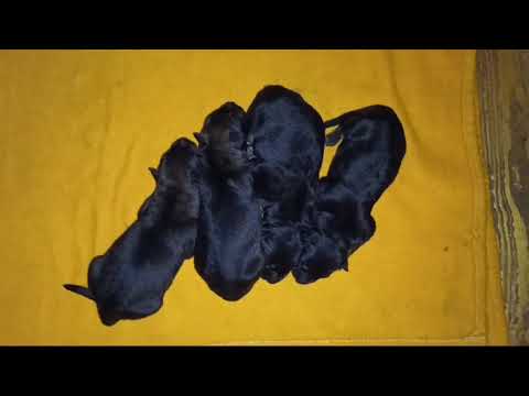 kurz 7.10