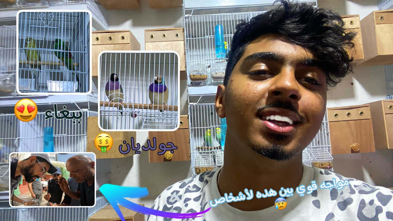 شريت من سوق القريعه كوبل دلببغاء🦜💸 وكوبل من نوع جولديان 🌈❤️ كانت أتنوض مضاربه في القريعه 😧🤫