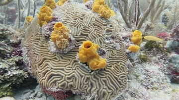 Skeptic & Ranting: I Triggered Many Atheists By Debunking Evolution?