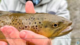 S8 Ep 30 - Central PA Chronicles - George Costa's Guide to Spring Fishing Conditions and Techniques
