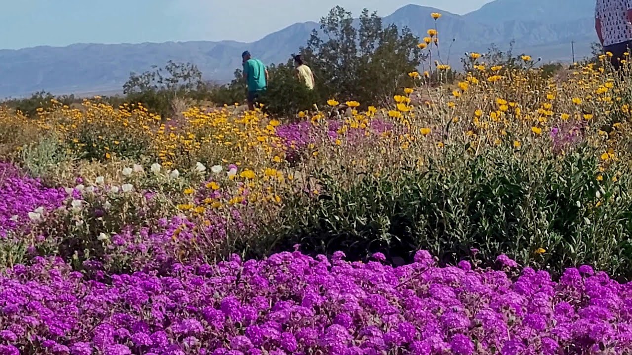 Stunning desert wildflower superbloom at Henderson Road in Anza Borrego