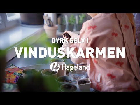 Video: Agurker I Vinduskarmen