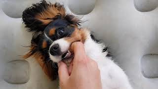 Cavalier King Charles Spaniel cute and funny puppy❤