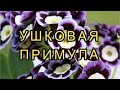 Посадите эту ПРИМУЛУ в саду! Самый красивый ПЕРВОЦВЕТ-УШКОВАЯ ПРИМУЛА/АУРИКУЛА/