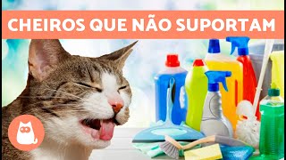 10 CHEIROS que OS GATOS ODEIAM 🐱❌ Eles não os suportam!