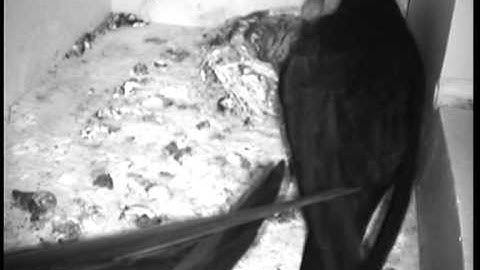 Common Swift feeding session, 7 day old young, June 13th 2013