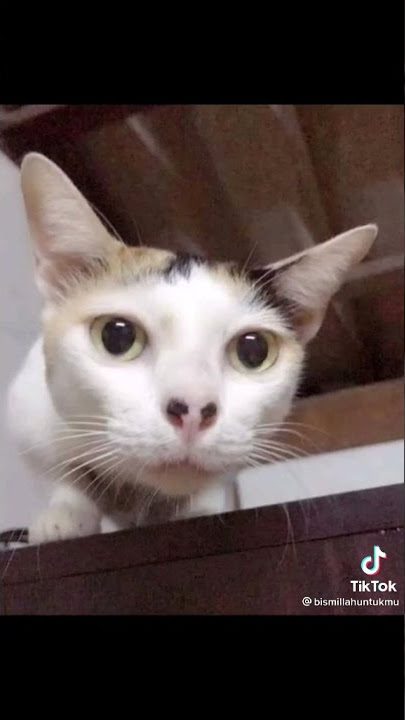 ekspresi kucing ngeselin
