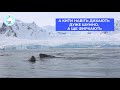 Почути Антарктиду: як "розмовляють" тварини на крижаному континенті?