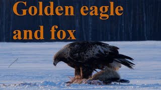 Golden eagle and fox