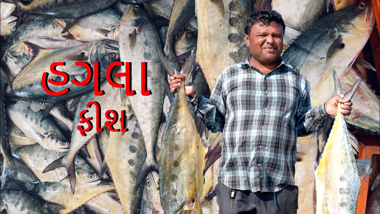 હગલા (fish) 🐟🎣