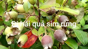 Tập 1 - Đi hái quả sim rừng