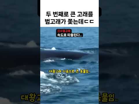 두 번째로 큰 고래를 범고래가 쫓는데 thumbnail
