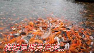 Video voorbeeld van "月光小夜曲(陳芬蘭).mp4"