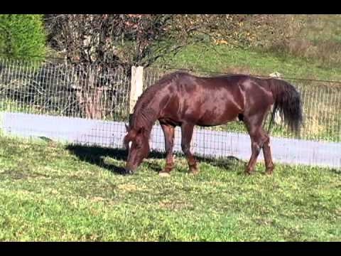 QUIETUDE KIPLING 2001 LAMBERT MORGAN STALLION