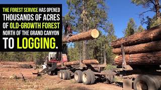 Tell U.S. Forest Service: Leave These Ancient Trees Alone