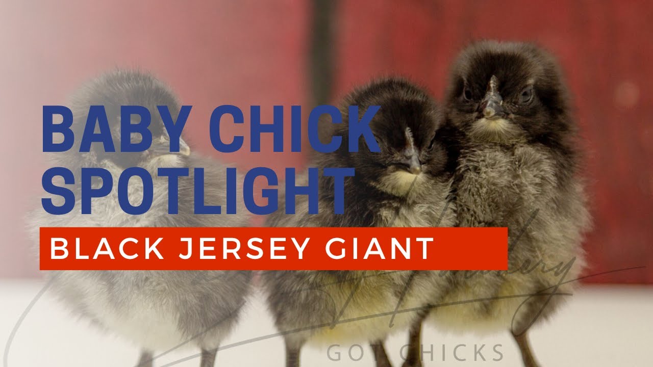 Baby Chicks for Sale - Black Jersey Giant Chicken Breed | Cackle Hatchery