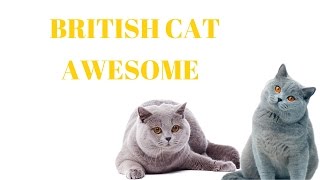 BRITISH CATS Are Awesome: BRITISH CATS Life Compilation by Cats World 688 views 7 years ago 1 minute, 49 seconds