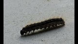 Haemolymph Sampling A Harmless Workflow