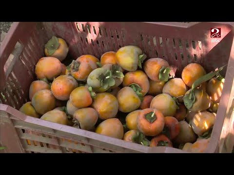 شفت شجرة الكاكا قبل كدا معلومات مثيرة تعرفها لأول مرة من المزارعين