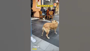 دائما نسمع عن وفاء الكلاب ولكن ما فعله هذا الكلب غريب حقا Shorts 