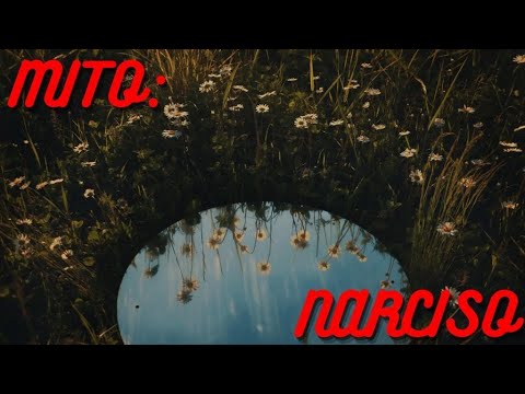 Vídeo: Qual A Aparência Dos Narcisos