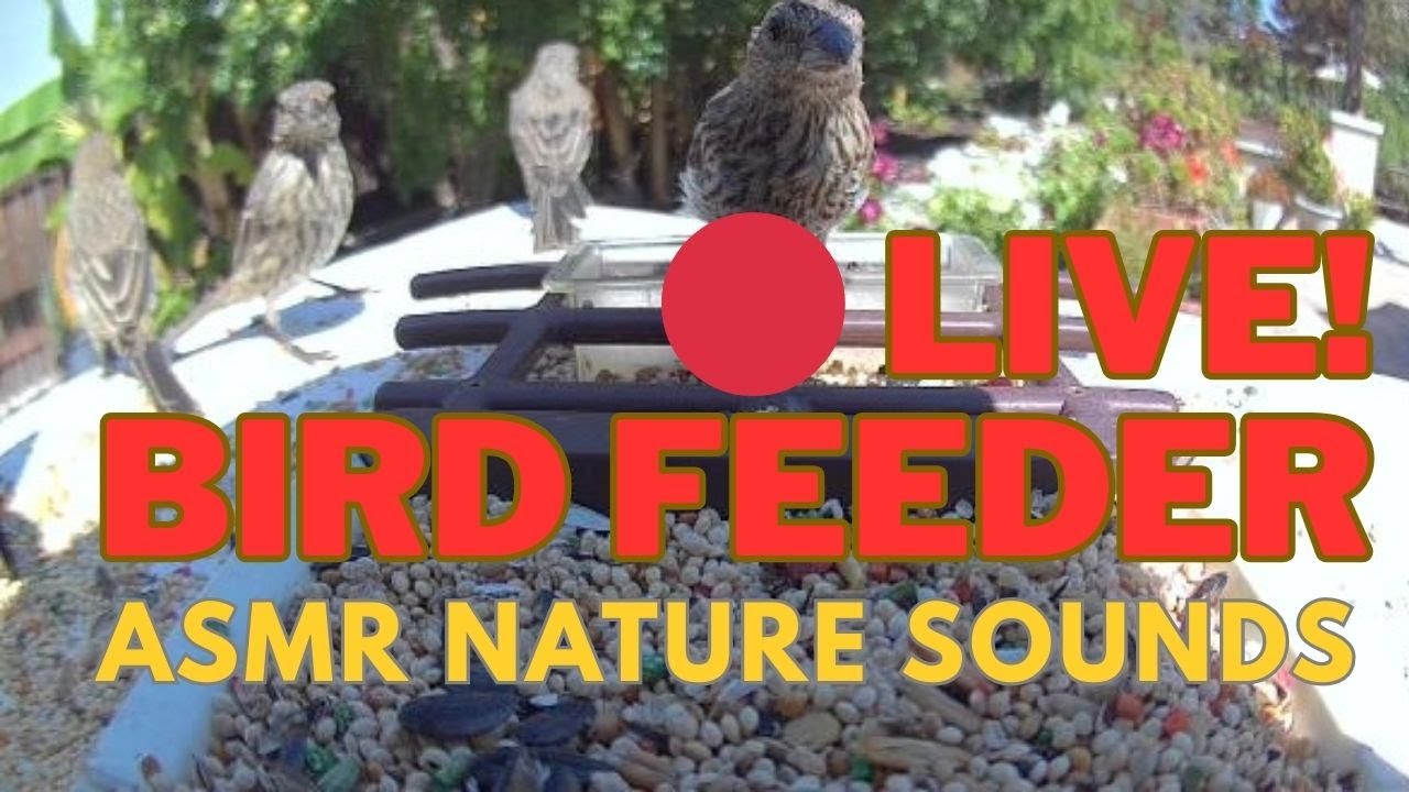 Live Bird Feeder Cam California 🌴 | Relaxing ASMR Bird Sounds & Nature Ambience