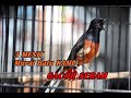 Coba Sekali Tunggu Menit Murai Batu Fighter Dijamin Respon Nyaut Gacor Dan Narung Mp3 - Mp4 Download