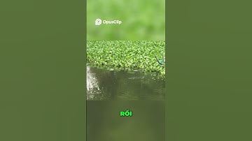 Giật rô đồng tự nhiên là sướng nhất  #cauca #fishing #shorts