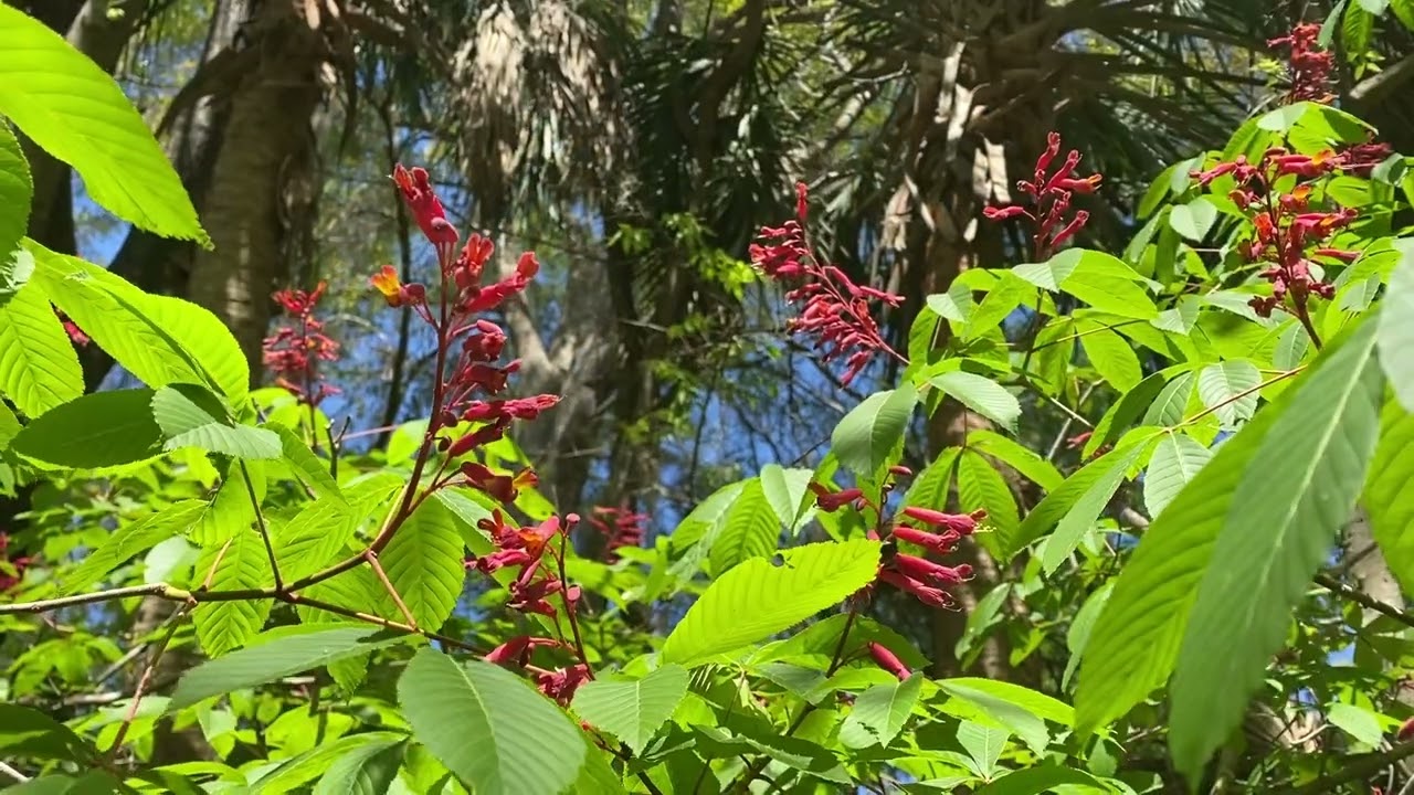 Flowers for the Birds: Coral Honeysuckle, Crossvine, Buckeye