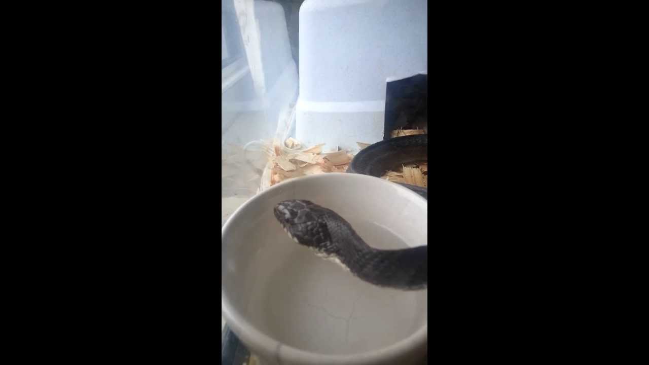 Emaciated snake - YouTube