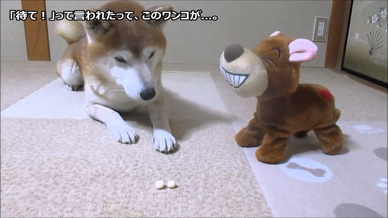 爆笑犬におやつを取られまいかと本気でソワソワ 柴犬ちゃめ Shiba Inu Youtube