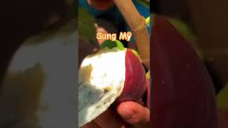 Sung Mỹ shortvideo viral vietnam food zaozao tropical fruits