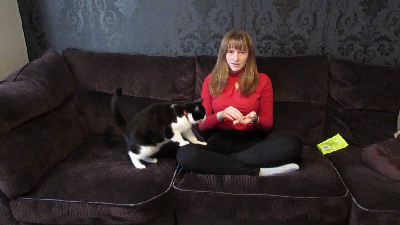 I Taught My Cat To Sit On My Lap!