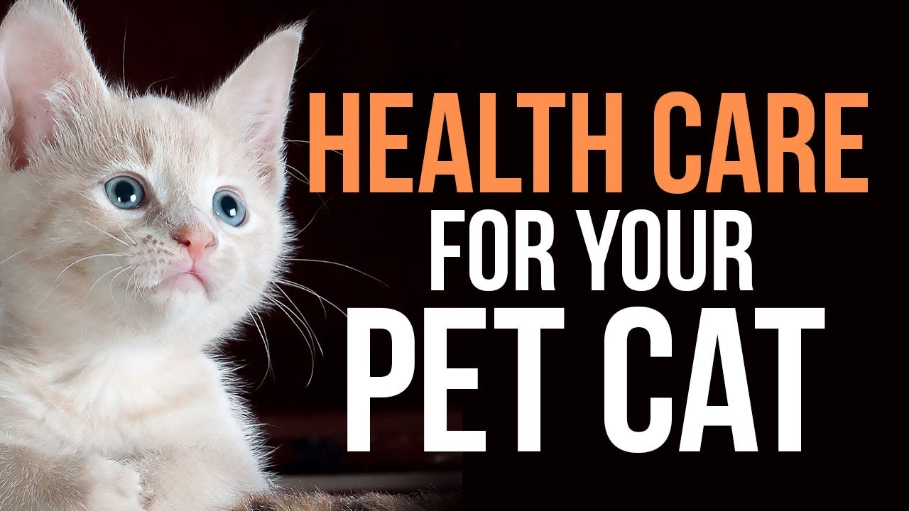 Health Care for your Pet Cat YouTube