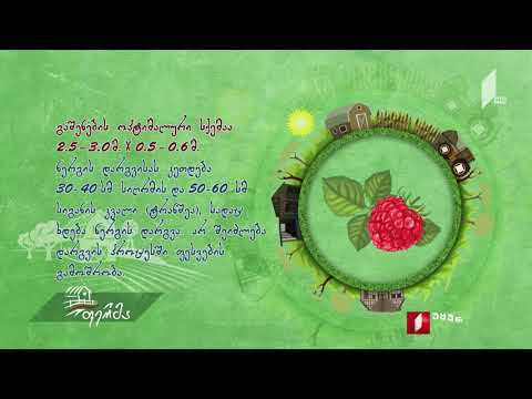 #უკეთრომაკეთო ჟოლოს ბაღის გაშენება