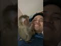 The little monkey playfully picked his boss&#39;s nose