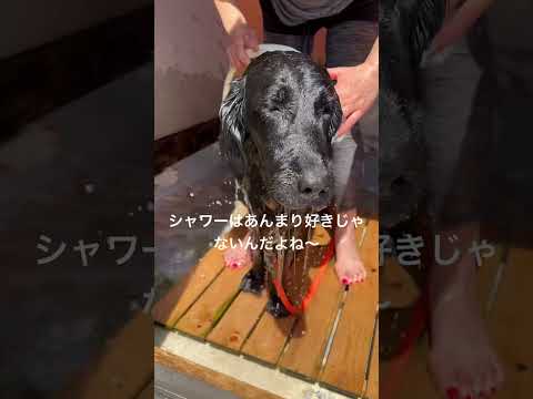 黒髪美女はどんより#flatcoatedretriever #フラットコーテッドレトリバー #黒髪美女