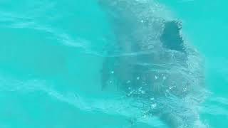 Monkey Mia, Shark Bay Western Australia 