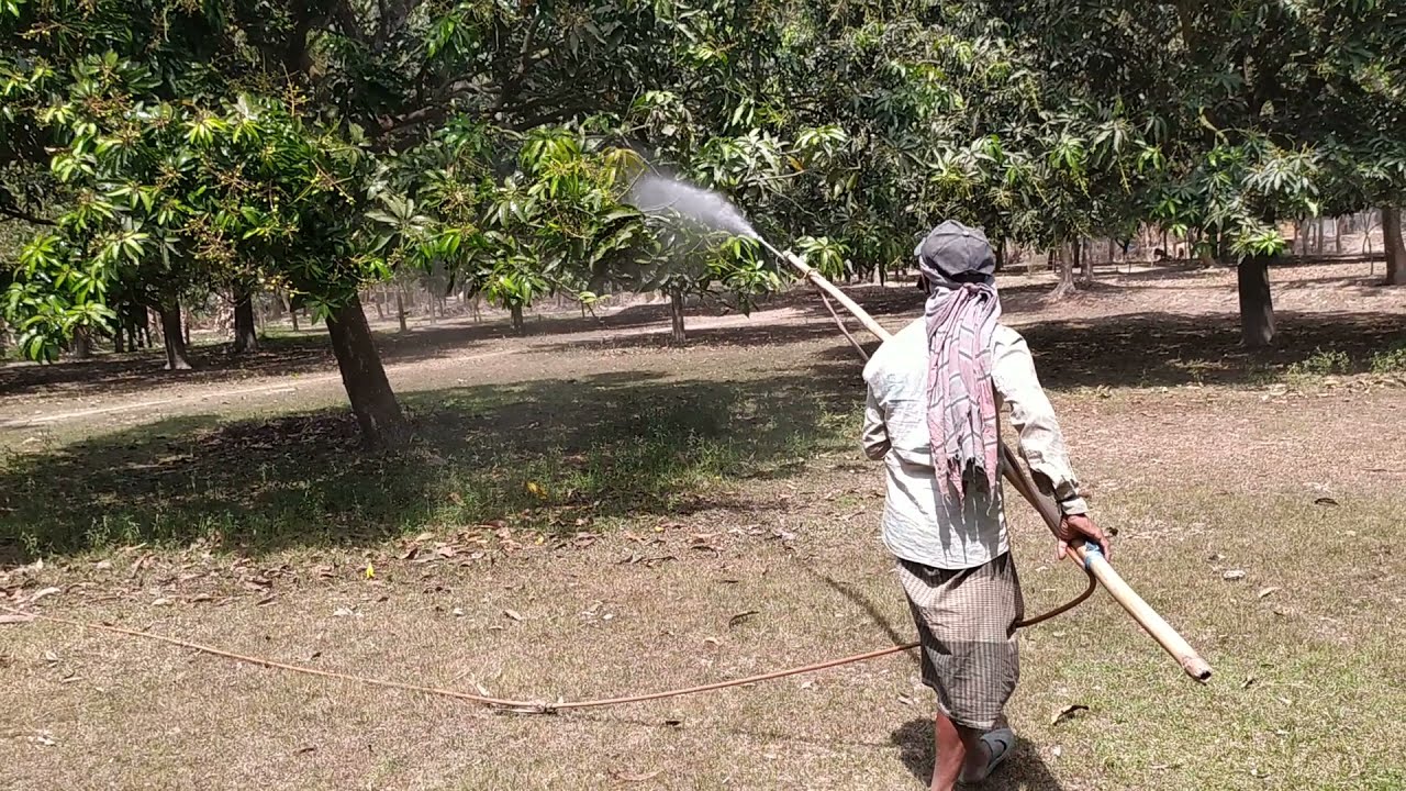 High pressure Sprayer on Mangoes Garden Power sprayer for agriculture