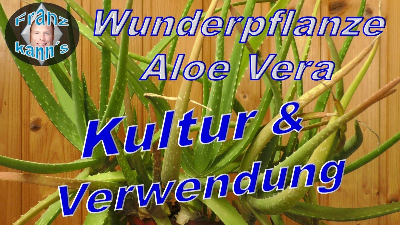 Wunderpflanze Aloe Vera - Kultur und Anwendung