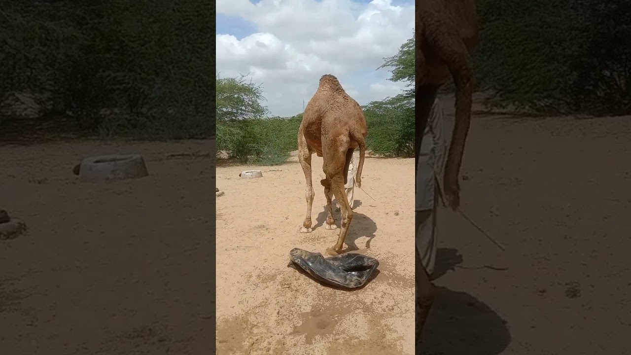 “The Way This Camel Scratches Will Make You Smile!🐫
