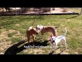 Kodie, Puppy, and Brat Pack - Paws To Train Your Dog - Phoenix Dog Trainer Kodie, Puppy, and Brat Pack - Paws To Train Your Dog - Phoenix Dog Trainer