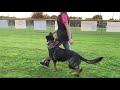 German Shepherd Obedience Training: Czech Import Cheyenne z Pohranic