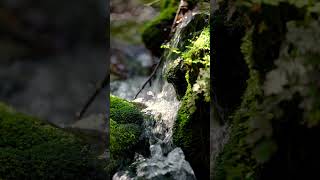 Relaxing Sleep Music for Insomnia, Stress Relief &amp; Meditation #calmingmusic #deepsleepmusic