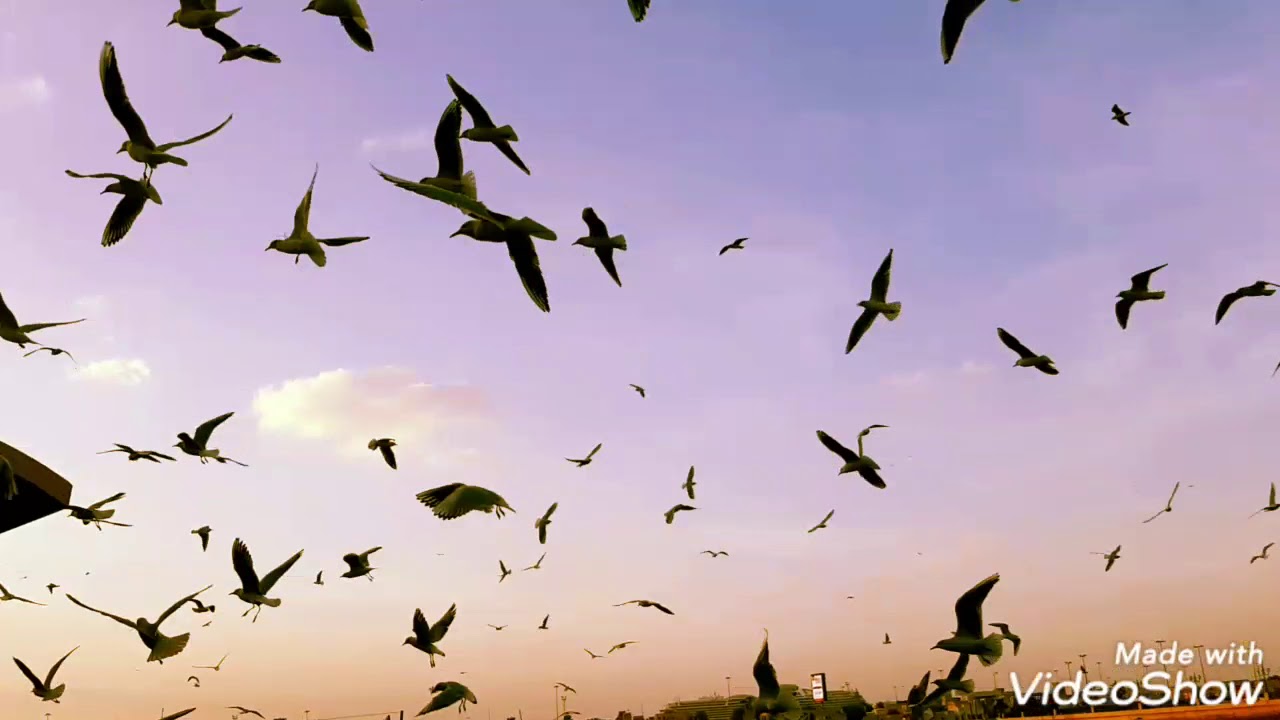 Flying birds Bur Dubai cornish Dubai - YouTube