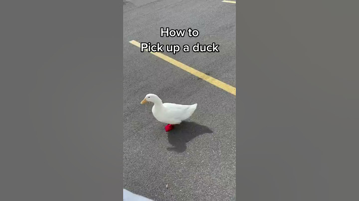 How to Pick Up a Duck (part 3)