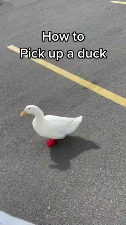 How to Pick Up a Duck (part 3)