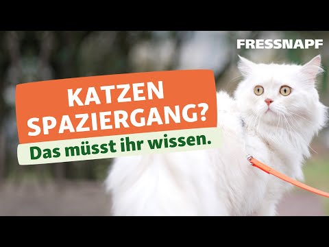 Video: 5 Fehler beim Katzentraining: Schuld an irgendetwas?