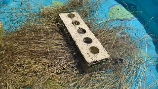 Retting Derecho Damaged Flax 2023